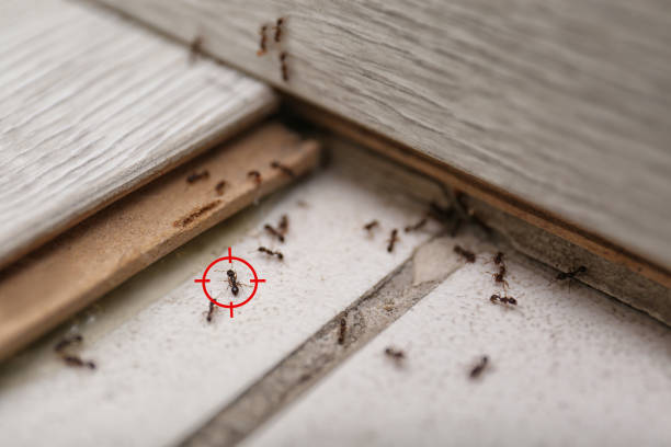 Best Commercial Pest Control Services  in Boonville, CA