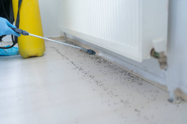 Reliable Boonville, CA Pest Control Solutions